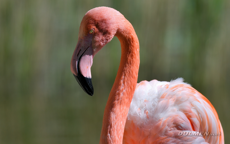 01 Flamingo (Phoenicopterus spp.)